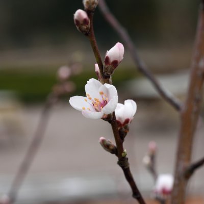 Mandel, Prunus dulcis (amygdalus), C4
