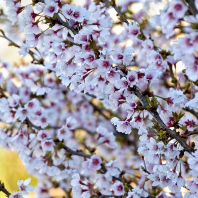 Prunus incisa Kojou-no-mai, Dvärgkörsbär, 60 stam C4