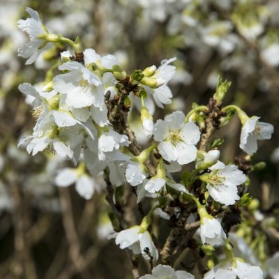 Prunus incisa Yamadei