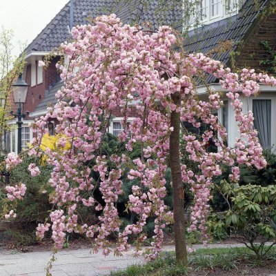 Prunus serrulata Kiku-shidare-zakura, Japansk Hängkörsbär, 150 stam C7,5