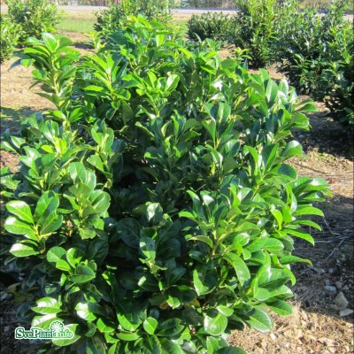 Prunus laurocerasus Etna ® (Anbri), Lagerhägg, 50-60 C5