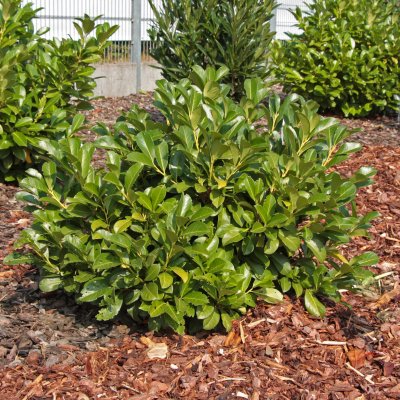 Prunus laurocerasus Etna ® (Anbri), Lagerhägg