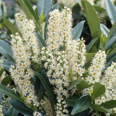 Prunus laurocerasus Otto Luyken, Lagerhägg