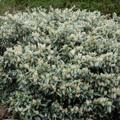Prunus laurocerasus Otto Luyken, Lagerhägg