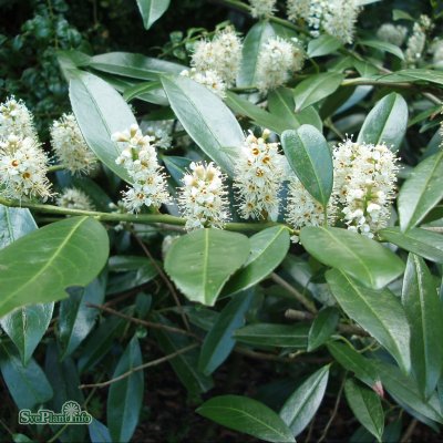 Prunus laurocerasus Otto Luyken, Lagerhägg, 30-50 C3,5