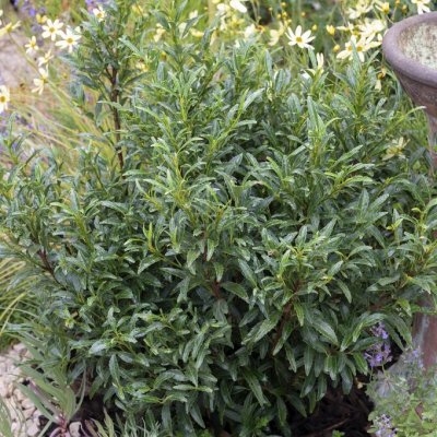 Prunus laurocerasus Sofia ®