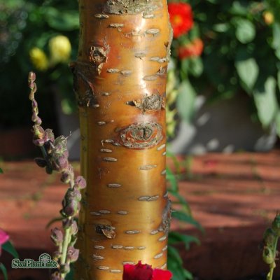 Prunus maackii Amber Beauty, Näverhägg, utr 150-200 co