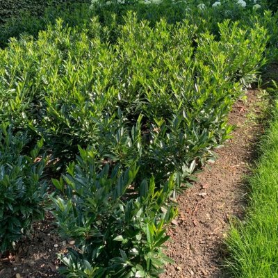 Prunus laurocerasus Otto Supreme ®