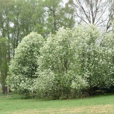 Prunus padus Fk Ultuna E, Hägg, utr 150-200 co