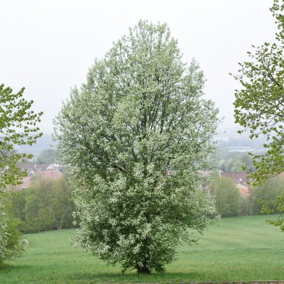 Prunus padus Fk Ultuna E, Hägg, busk C5