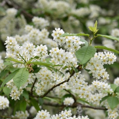 Prunus padus subsp. borealis Laila E, Nordhägg, busk C5