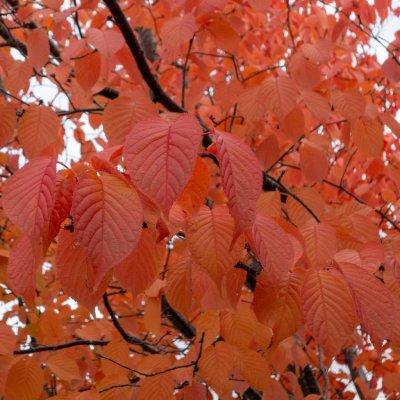 Prunus sargentii, Bergkörsbär, 150-200 C