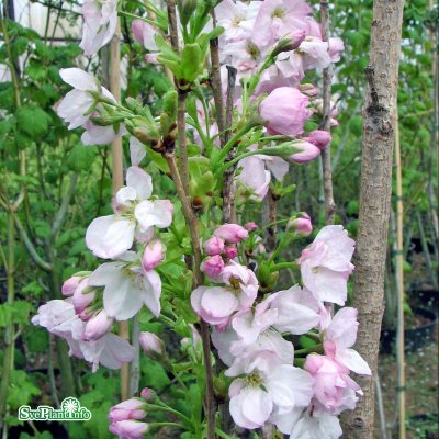 Prunus serrulata Amanogawa, Pelarkörsbär, utr 175-200 C15