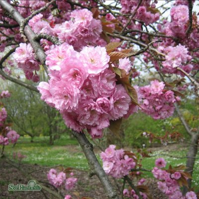 Prunus serrulata Kanzan, Japansk Körsbär, 125-150 C15