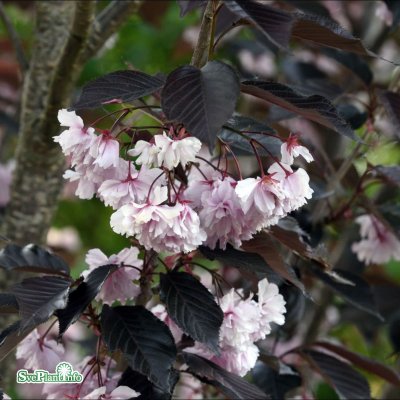 Prunus serrulata Royal Burgundy, Japansk Prydnadskörsbär, 150 stam C7,5