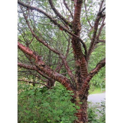 Prunus serrula, Glanskörsbär, 175-200 C15