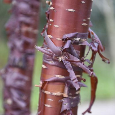 Prunus serrula Branklyn