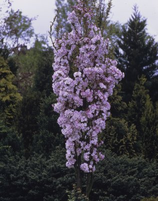 Prunus serrulata Amanogawa, Pelarkörsbär, utr 125-150 co