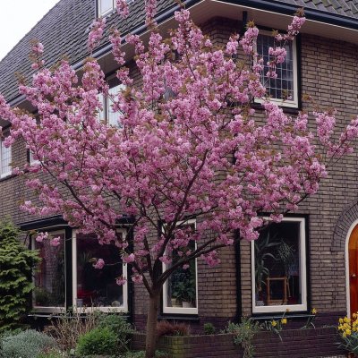 Prunus serrulata Kanzan, Japansk Körsbär, 80 stam C5