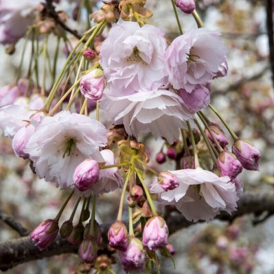 Prunus serrulata Shimidsu, Japansk Körsbär, 120 stam C7,5