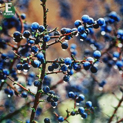 Prunus spinora Fk Västeråker E, Slån, busk C3,5