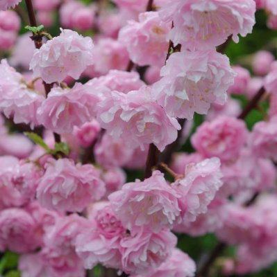 Prunus triloba, Rosenmandel, 80 stam C5