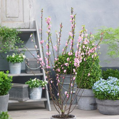 Prunus triloba Rosenmund ®, Rosenmandel