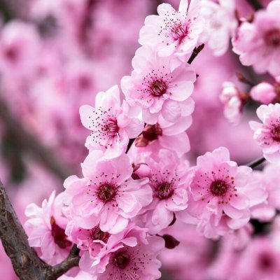 Prunus x blireana, Purpurplommon, 80 stam C5