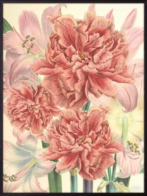 Poster Peonies & Lilies 30x40cm