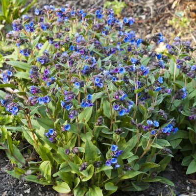 Pulmonaria angustifolia Blue Ensign, Smalbladig Lungört, P11cm