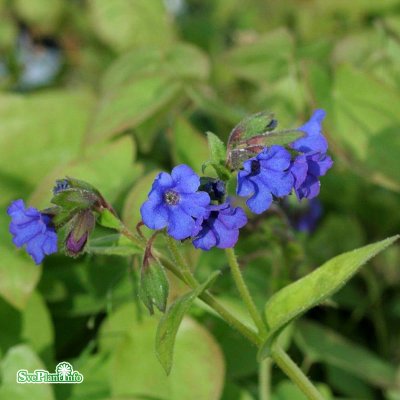Pulmonaria angustifolia Blue Ensign, Smalbladig Lungört, P11cm