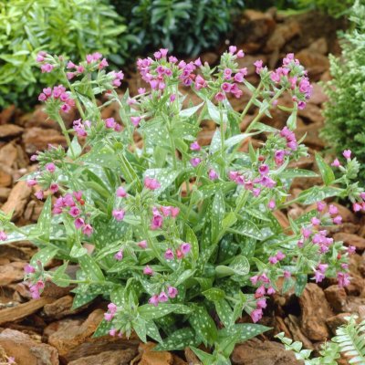 Pulmonaria hybr. Raspberry Splash, Lungört