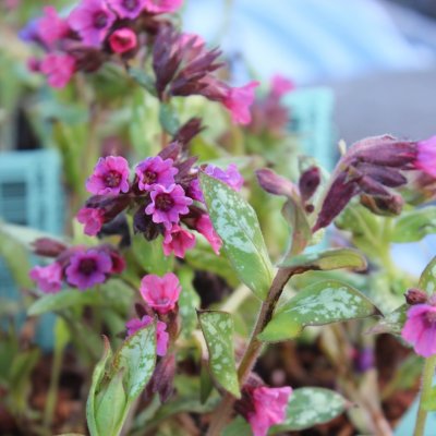 Pulmonaria hybr. Silver Bouquet ®, Lungört, P9cm