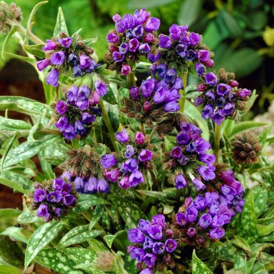 Pulmonaria longifolia Bertram Anderson/E.B. Anderson, Långbladig Lungört, SQ1