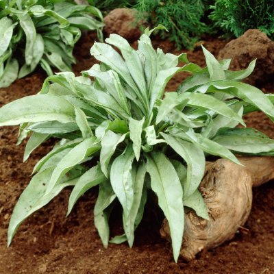 Pulmonaria hybr. Samourai, Lungört, P9cm