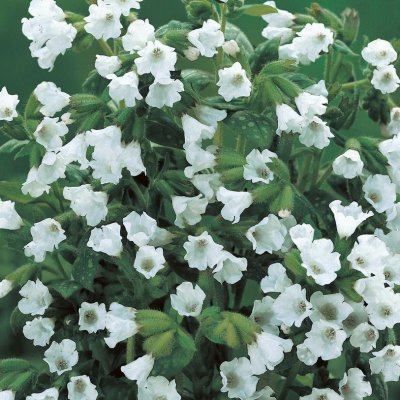 Pulmonaria offic. Sissinghurst White, Fläcklungört