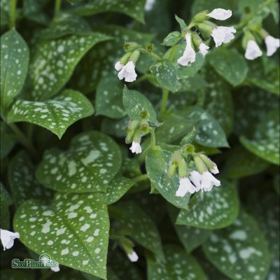 Pulmonaria offic. Sissinghurst White, Fläcklungört, C13cm