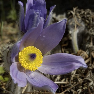Pulsatilla halleri subsp. taurica, Krimbacksippa, P9cm