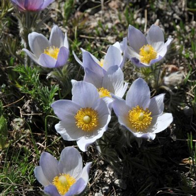 Pulsatilla patens (Anemone), Nipsippa, P9cm