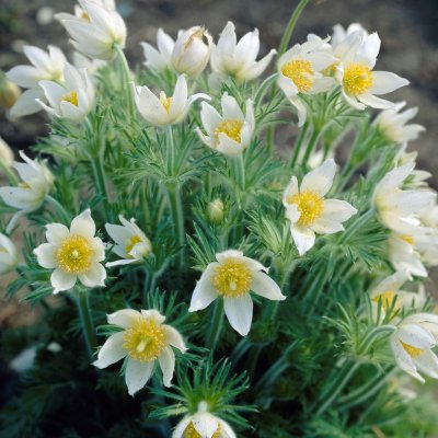 Pulsatilla vulgaris Alba, Backsippa