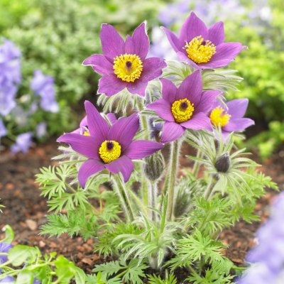 Pulsatilla vulgaris, Backsippa, P9cm