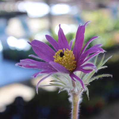 Pulsatilla vulgaris Papageno, Backsippa, P9cm