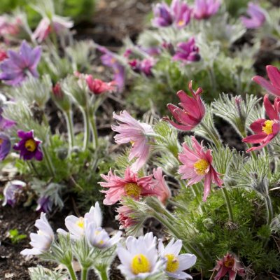 Pulsatilla vulgaris Papageno, Backsippa, P9cm