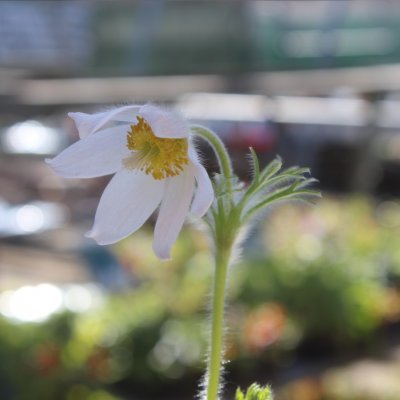 Pulsatilla vulgaris Perlen Glocke, Backsippa, P9cm