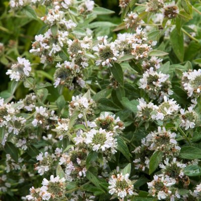 Pycnanthemum muticum, Präriemynta, C11cm
