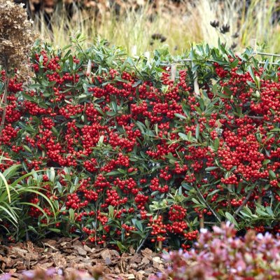 Pyracantha coccinea Red Star ®