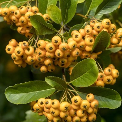 Pyracantha coccinea Soleil d´Or, Eldtorn