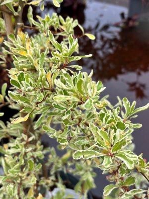 Pyracantha coccinea Sparkler, Eldtorn