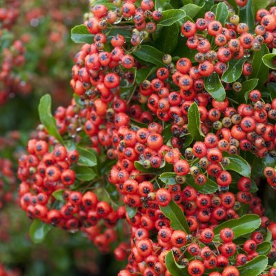 Pyracantha Red Column, Eldtorn