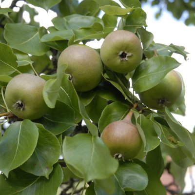 Päron, Augustipäron